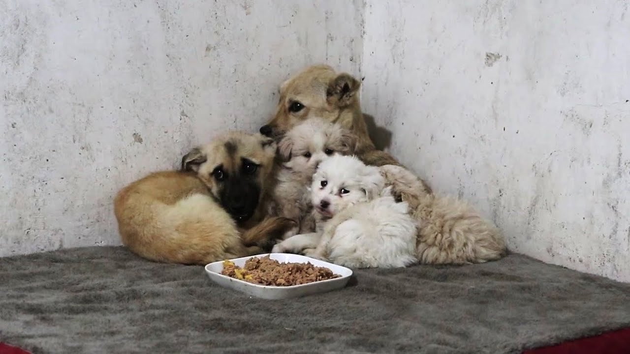 Beyond the Bark and Bite | Why We're All Talking About Stray Dogs