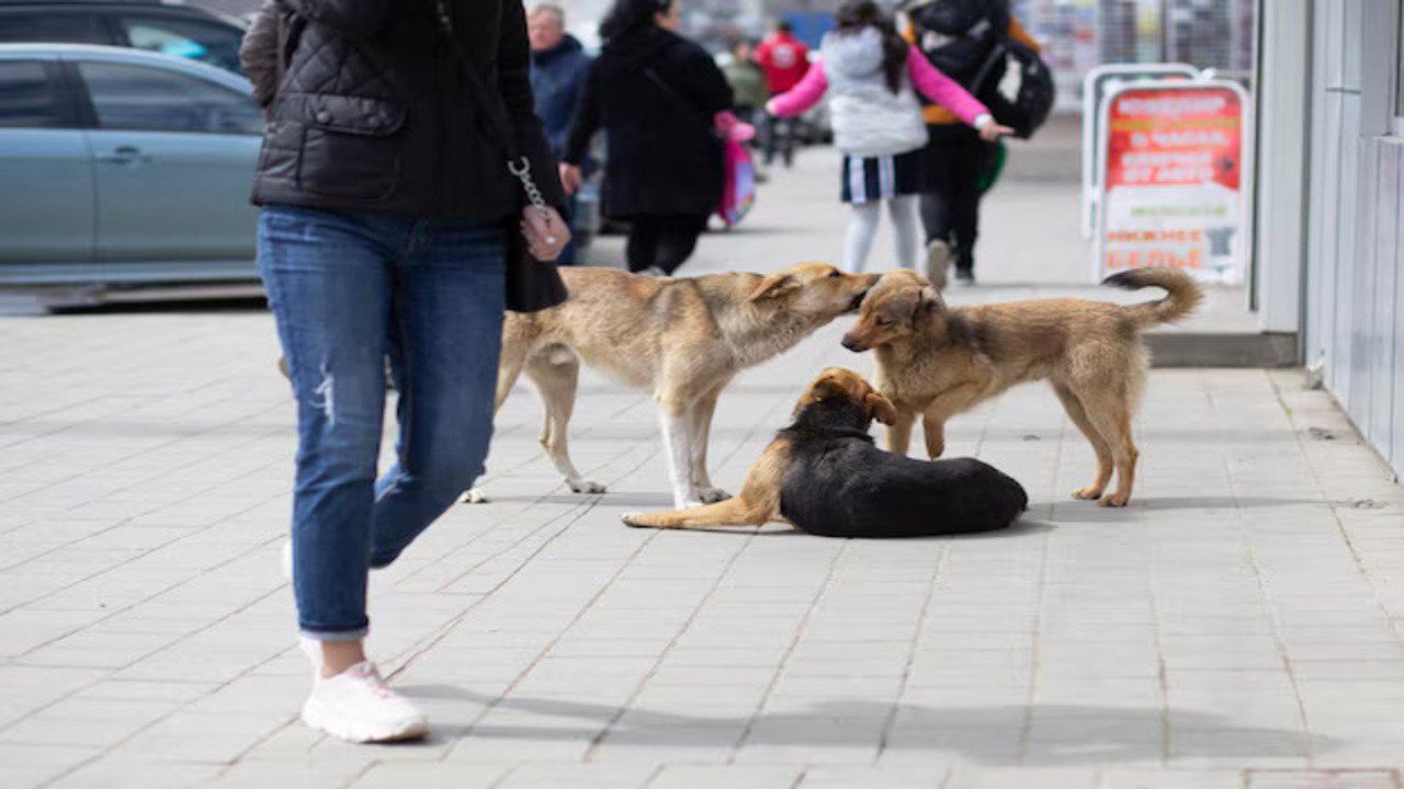 From 'Stray' to 'Community Dog' | A Shift in Perspective We Desperately Need