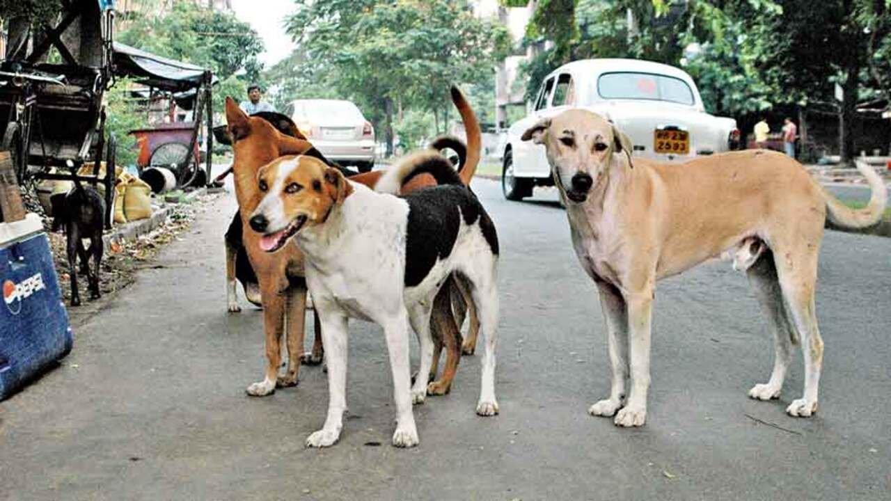 The Dog on Your Street Corner Why People Care About More Than Just Dogs in India's Stray Dogs Debate